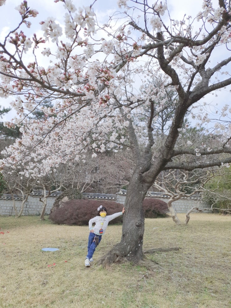  영암 왕인 박사 벚꽃(21.03.21)