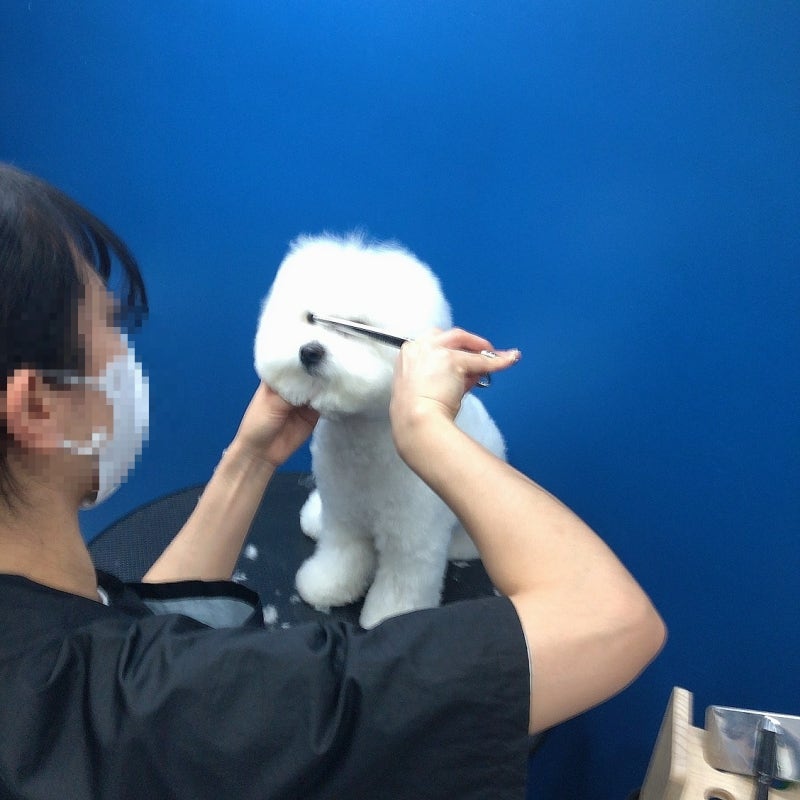 수원동탄애견미용학원 애견미용사가 되기 위해서는?
