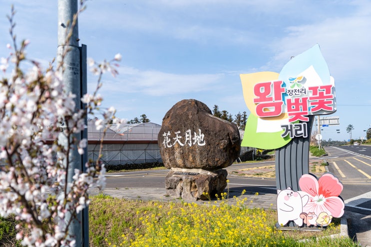  제주도 벚꽃소식 "애월장전리&애월고등학교" [제주 한달살기 숙소 씨사이드이든 추천]