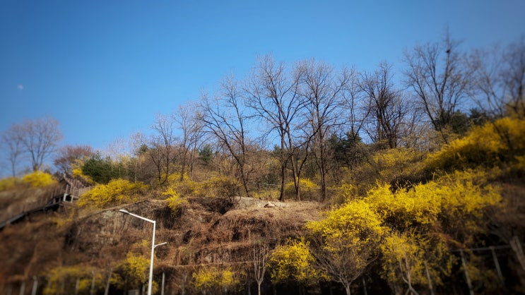  응봉산에 개나리가 활짝 피었어요.