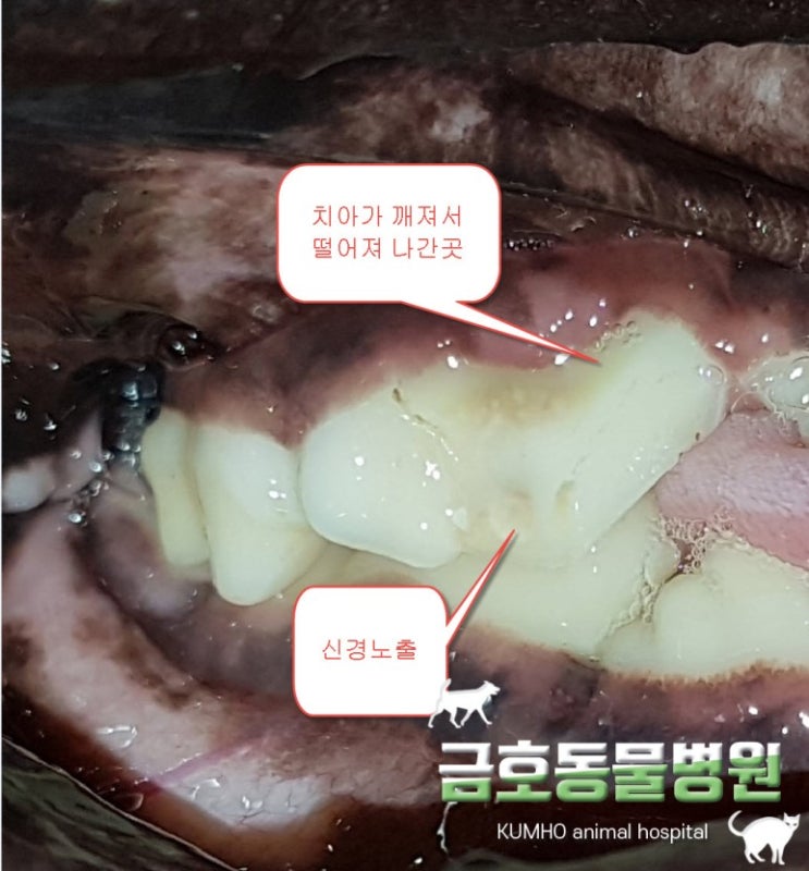  광주 강아지 고양이 치과 - 치과