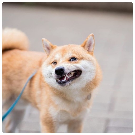  광주 고양이 강아지 치과 - 일반적인 동물 치아