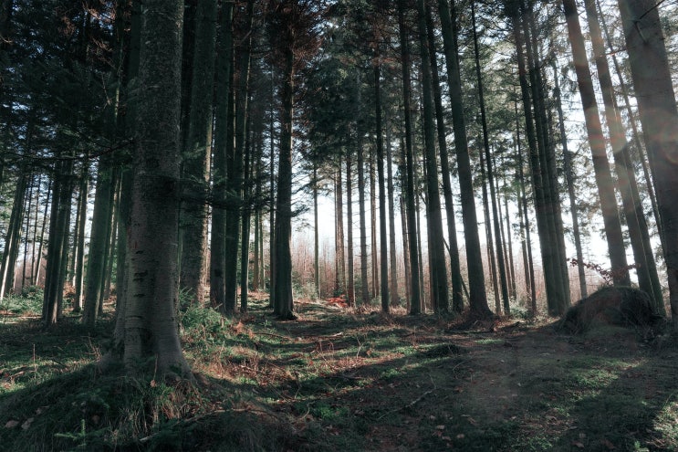 자연생태복원기사 (Engineer in Nature Environment and Ecological Restoration)