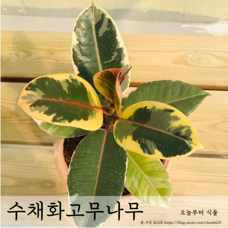  수채화 고무나무 키우기