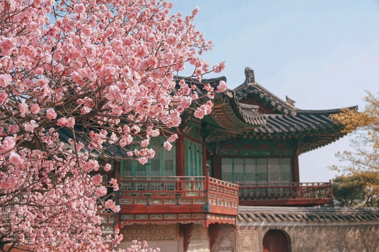  창덕궁 홍매화구경_ 꿀팁 공유해요 !