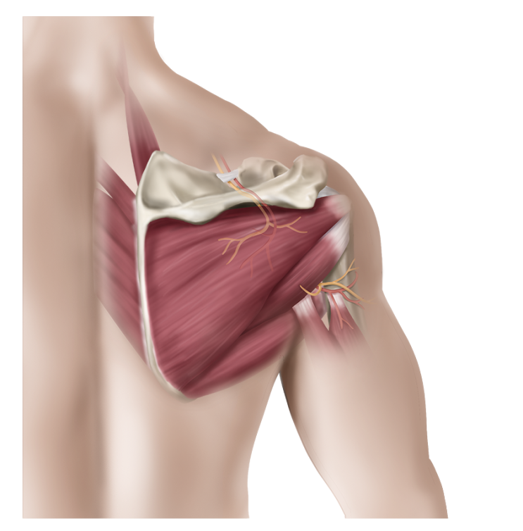 날개뼈 주위 등 통증 (1부) 날개뼈 주위 근육 종류 - 일산 가로세로 한의원
