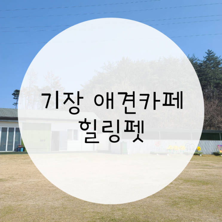 기장 애견카페 힐링펫, 애견운동장&수영장 목욕도 가능