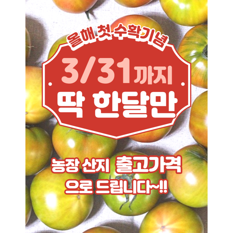 선호도 좋은 첫수확할인!!! (~2/28까지) 부산 대저 짭짤한 새콤달콤 토마토 스테비아 농법 2.5kg 5kg, M(일반과), 1box ··· 선호도 좋은 첫수확할인!!! (~2/28까지) 부산 대저 짭짤한 새콤달콤 토마토 스테비아 농법 2.5kg 5kg, M(일반과), 1box ···