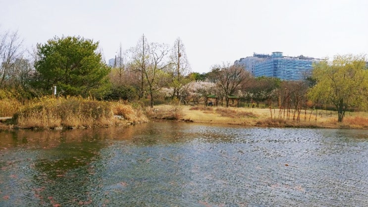 봄이 오는 일산 호수공원 벚꽃도 곧 피겠어요