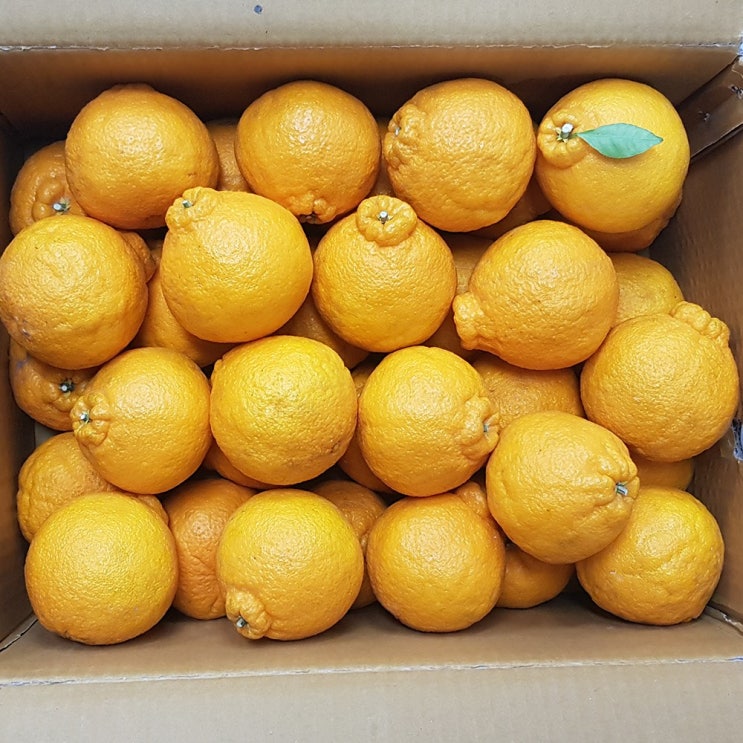 선택고민 해결 제주삼촌 고당도 제주 한라봉 10~5kg 하우스 한라봉, 1box, 고당도 하우스 한라봉 5kg 대과 ··· 선택고민 해결 제주삼촌 고당도 제주 한라봉 10~5kg 하우스 한라봉, 1box, 고당도 하우스 한라봉 5kg 대과 ···