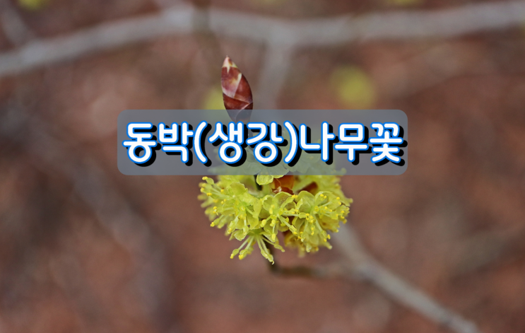 산수유꽃과 헷갈리는 꽃, 동박(생강)나무꽃