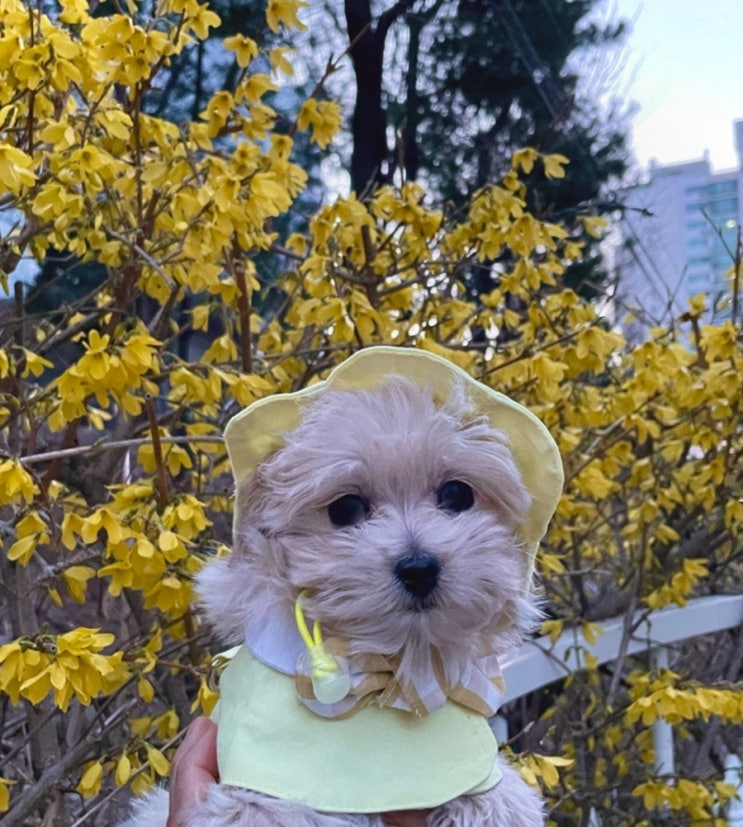  땅콩이의 첫 산책