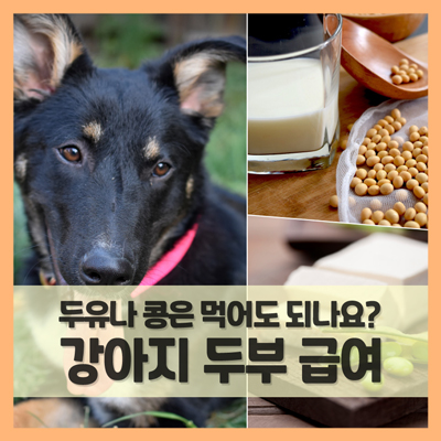  두부는 강아지에게 좋은 음식일까? 두유나 콩(국물)은 먹어도 되나요