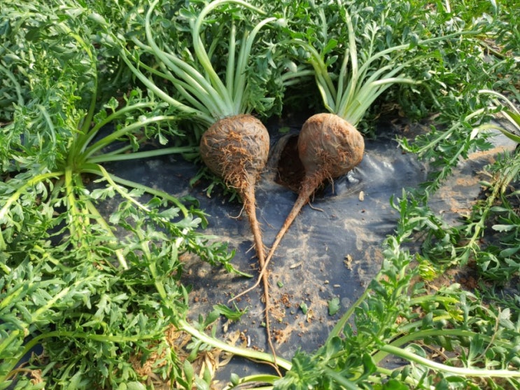 블랙마카는 아직