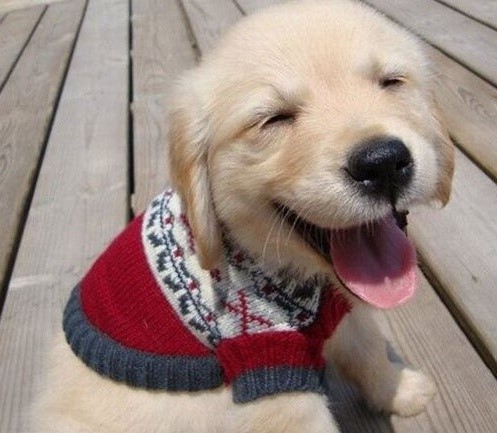  광주 고양이 치과 - 정기검진