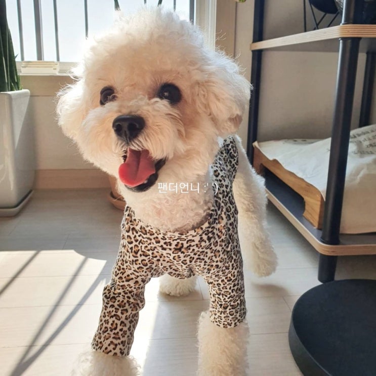  강아지옷쇼핑몰 마켓댕 에서 우리댕댕이 봄옷 겟챠