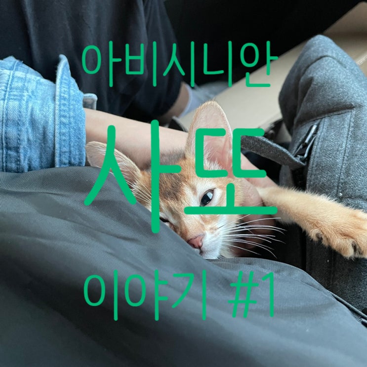  아비시니안 암컷 고양이 분양? 입양! 용인으로 데려오기