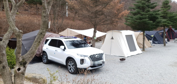  춘천 프라임 캠핑장 펠리세이드 차량도킹텐트 제드 오토듀얼팔레스3 그린존 1번