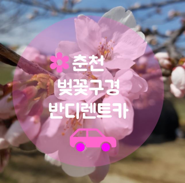  춘천 벚꽃개회시기에 맞춰 춘천여행계획하세요^^ 미리 렌트 예약은 필수입니다.