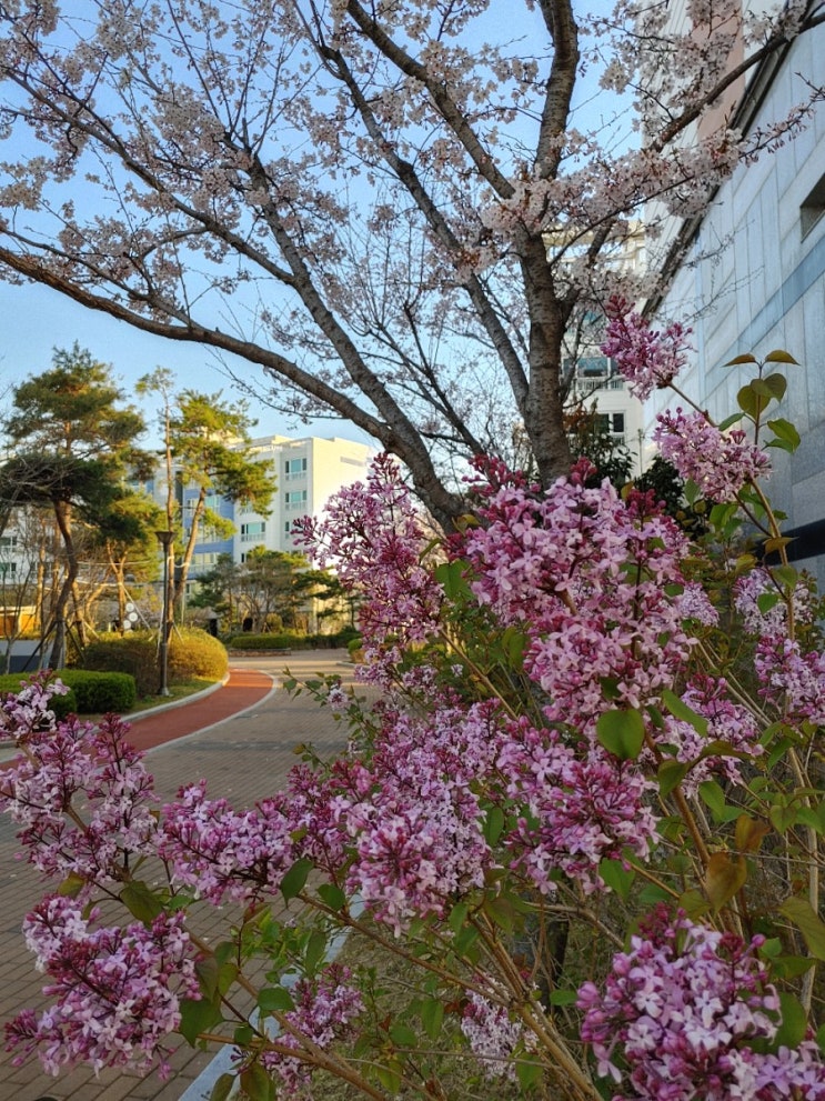  벚꽃이랑 라일락꽃 활짝 핀 봄봄봄 봄이 왔어요.