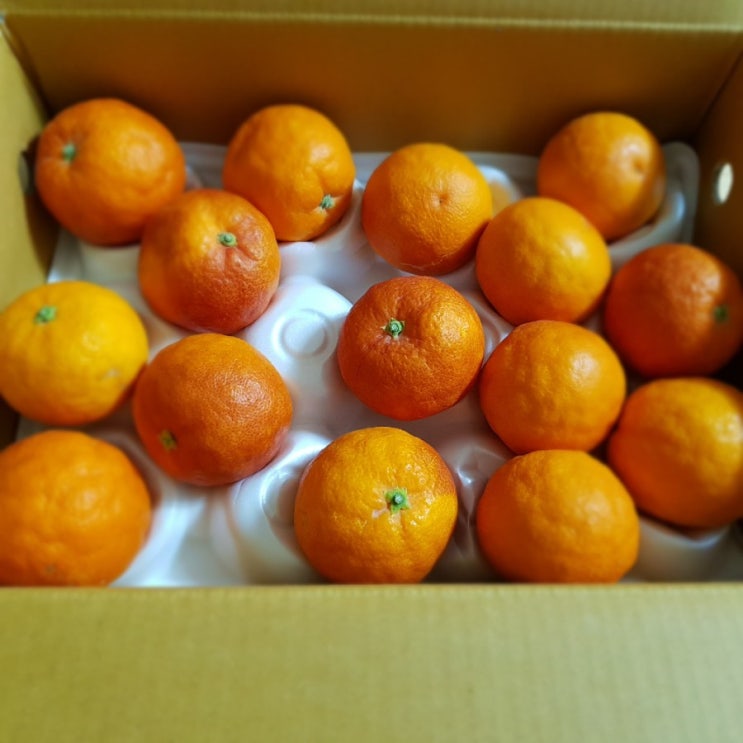  제주산 타로코 블러드 오렌지를 구매했어요^^(내돈내산)