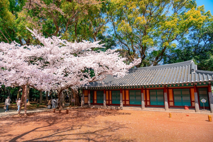  제주도 벚꽃소식 "제주종합경기장&삼성혈" [제주도 한달살기 숙소 씨사이드이든 추천]