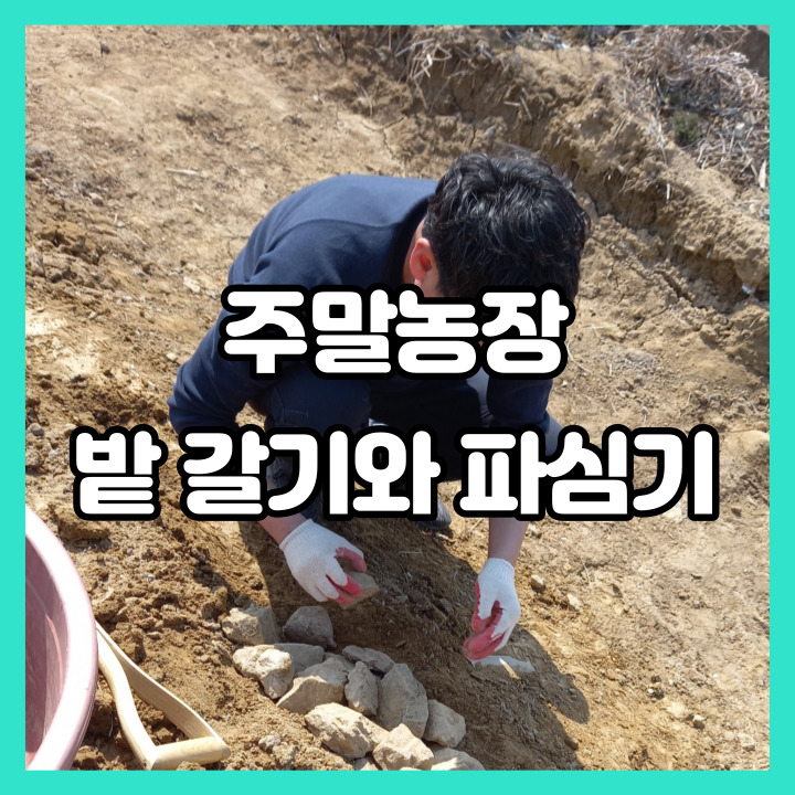  주말농장 밭 갈고 대파 심기 농알못 이야기