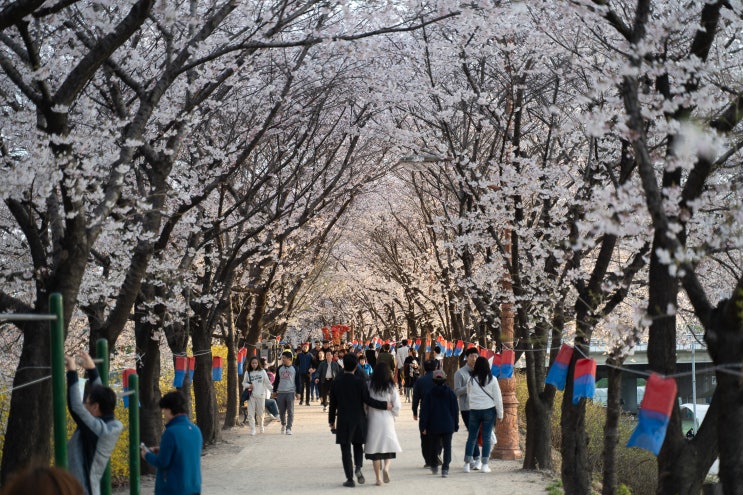  [안양천 벚꽃]2021년 영등포 벚꽃 상황