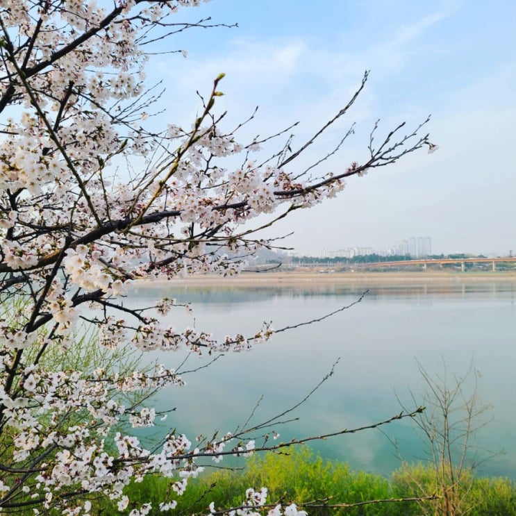 한강에도 봄이 왔네요! 한강 벚꽃과 저녁노을 풍경