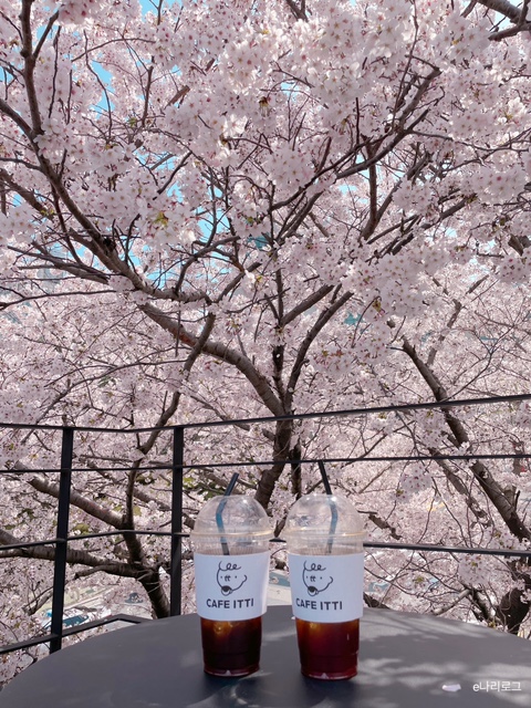  [부산 냉정/사상 카페] 테라스 벚꽃뷰, 인생샷 가능한 곳 "카페이띠"