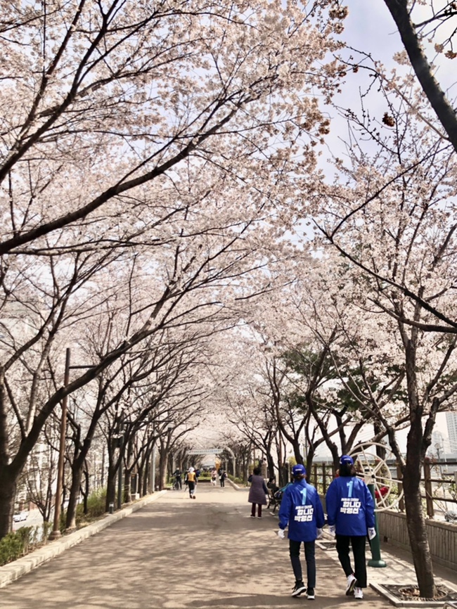 소소일상, 퇴근길 중랑천 벚꽃길 걷기
