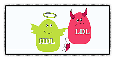 동맥경화 발단 내장지방 비만 혈관 청소 HDL 콜레스테롤