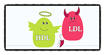  동맥경화 발단 내장지방 비만 혈관 청소 HDL 콜레스테롤