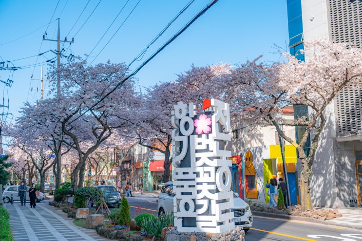  제주도 벚꽃소식 "전농로" [제주도 한달살기 숙소 씨사이드이든 추천]