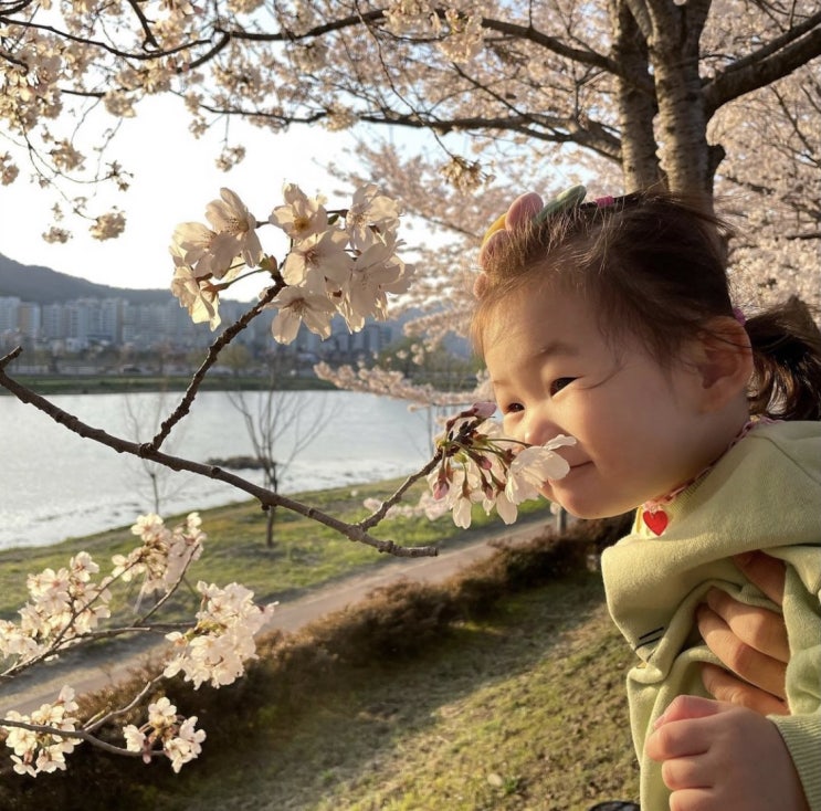  순천 벚꽃구경 (1)