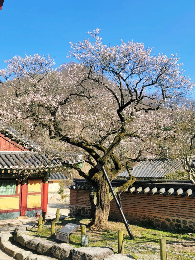  [전남] 시냇물 소리 들으며 산책하기 좋은 힐링 코스 (feat. 고불매가 있는 장성 백양사)