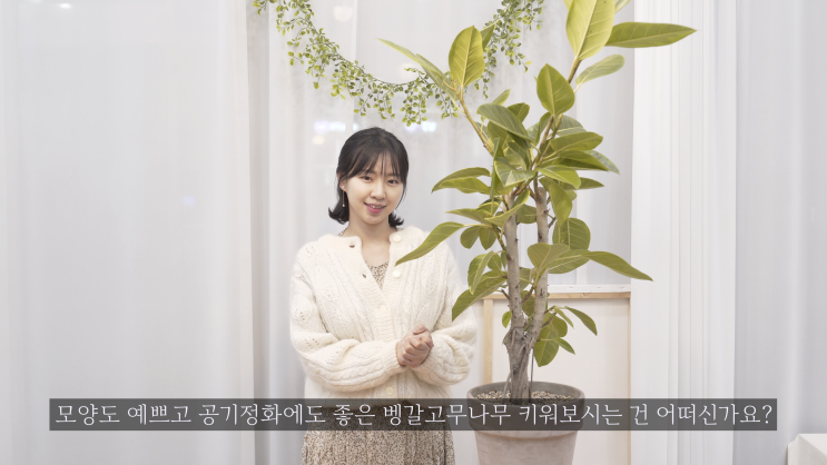  벵갈고무나무(뱅갈고무나무) - 키우기 / 물주기 / 가지치기