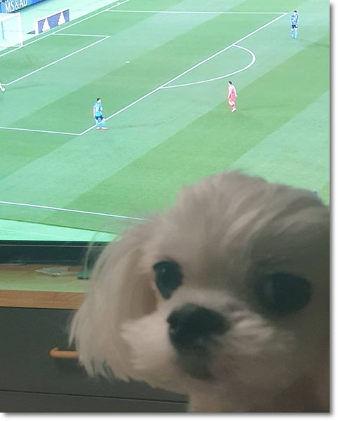  한일전 축구 후기 화가 나서 치킨에게 화풀이