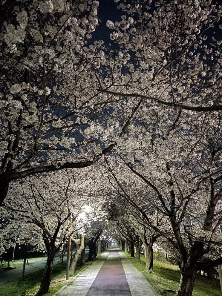  부산 벚꽃 명소, 맥도생태공원 벚꽃 데이트 (부산 저녁 벚꽃)