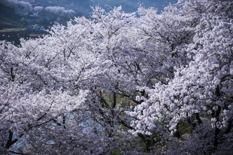 코로나로 인해 올해도 전국 벚꽃축제 취소