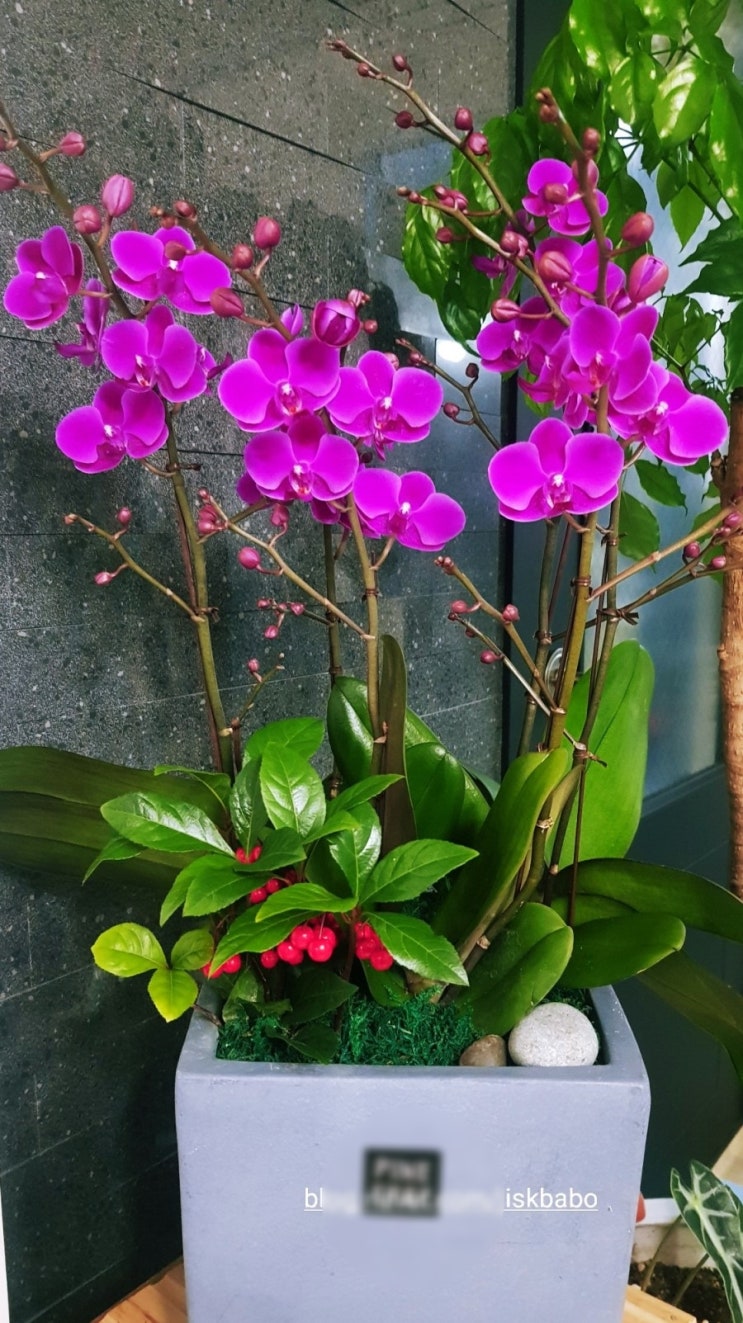  승진 화분 ,집들이 ,개업 화분 ,호접란 ,전국 전주 꽃 배달 탱자 플라워:)