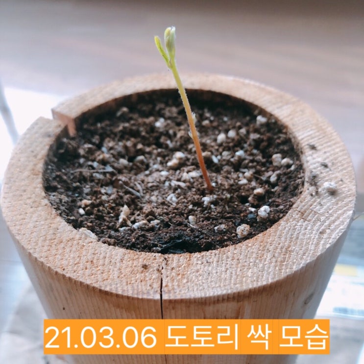  c집씨통 도토리 씨앗 키우기:: 집에서 씨앗키우는 통나무, 도토리 씨앗을 키워 동물이 행복한 숲 만들기 동참하는 도토리 심기 캠페인