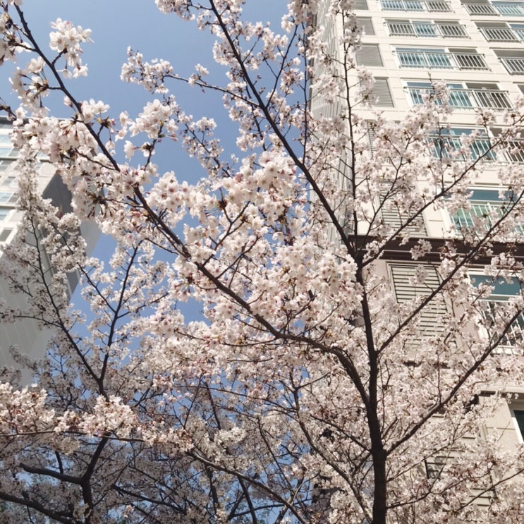  [2021] 내가 찍은 사진: 올해의 벚꽃