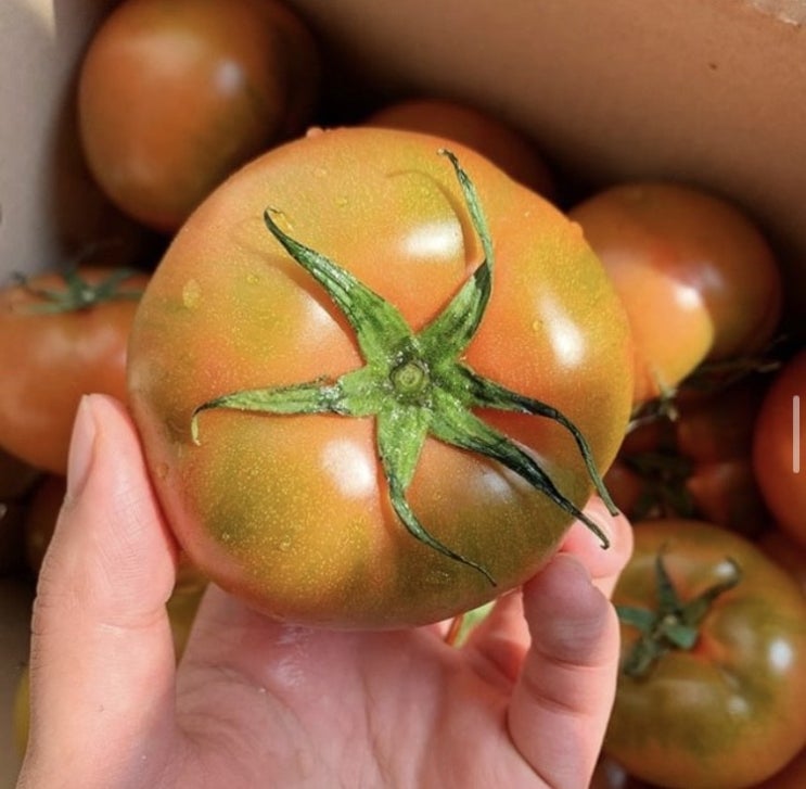 내고향농수산 대저토마토 :: 좋은 토양에서 자란 깨끗한 토마토!
