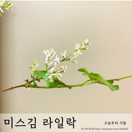  미스김 라일락 화분에서 키우기, 가지치기