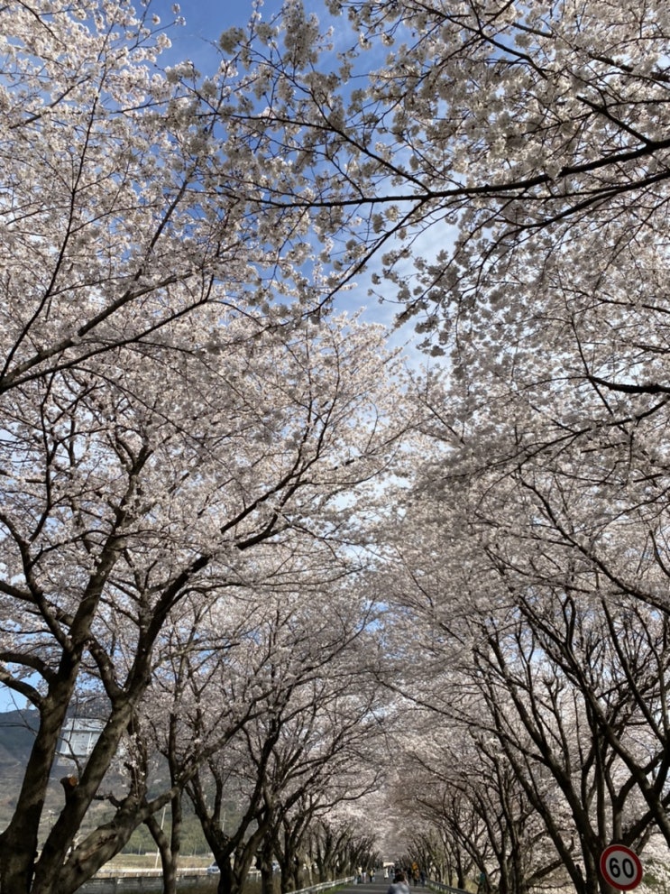  [경남/하동/여행] 하동 십리벚꽃길 :: 화개장터, 벚꽃의 향연