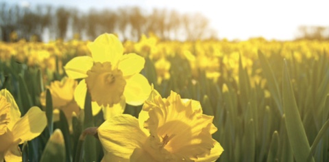  영시 낭독하고 교양 쌓기 : I wandered lonely as a cloud  William Wordsworth 윌리엄 워즈워스
