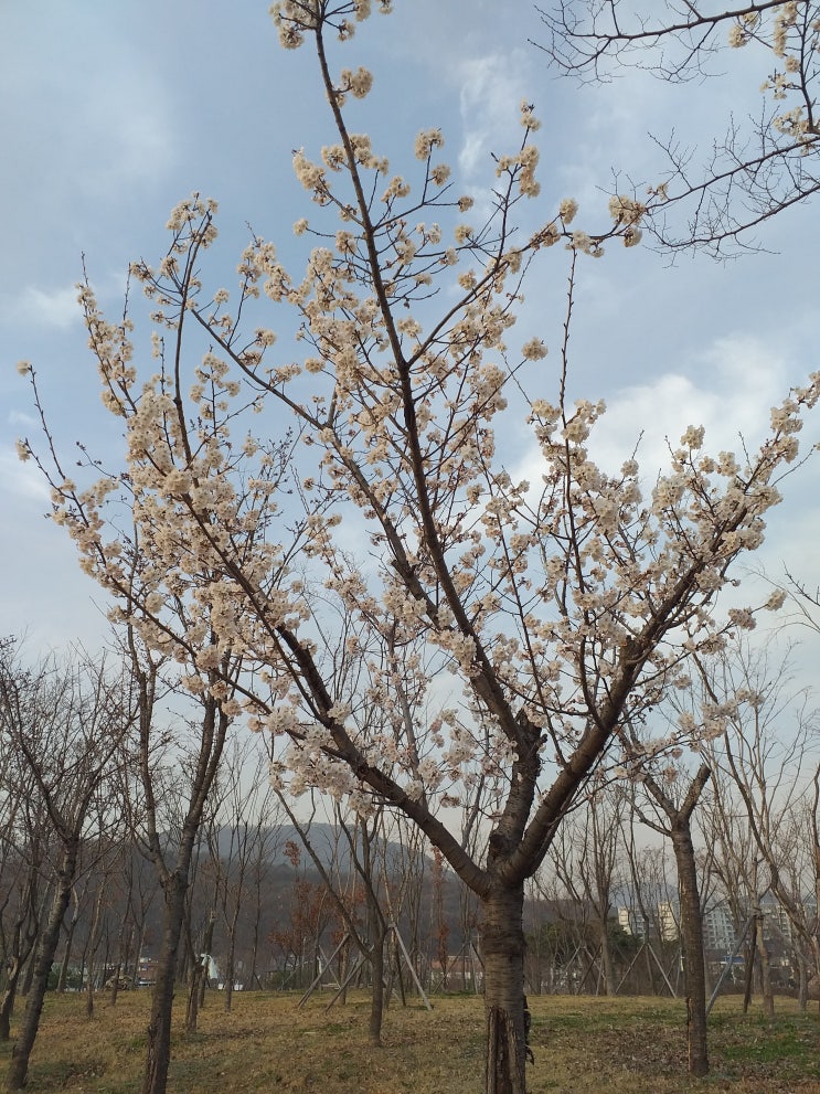  동네공원의 외로운 벚꽃과 반가운 청둥오리 한쌍