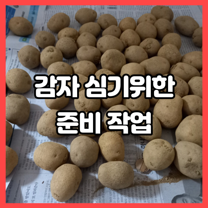  씨감자 싹이 나와요 텃밭 감자 심기 준비하기
