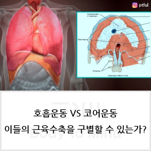 호흡운동 VS 코어운동, 이들의 근육수축을 구별할 수 있는가?